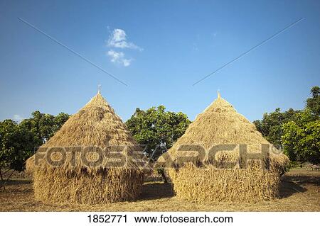 Haystacks Made From Rice Stalks, Thailand View Large Photo Image Stock Image - Haystacks Made From Rice Stalks, Thailand. Fotosearch