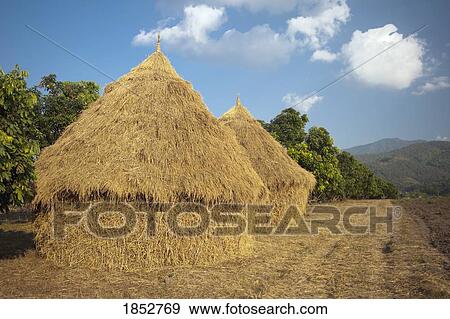 Haystacks Made From Rice Stalks, Thailand View Large Photo Image Stock Photo - Haystacks Made From Rice Stalks, Thailand. Fotosearch