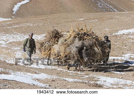 Stock Image - Hazara Farmers & Donkeys Laden With Brushwood Along The Shahidan Pass In Winter, Bamian Province, Afghanistan. Fotosearch