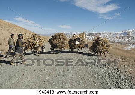 Stock Image - Hazara Farmers & Donkeys Laden With Brushwood Along The Shahidan Pass In Winter, Bamian Province, Afghanistan. Fotosearch