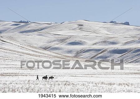 Stock Photography - Hazara Farmers & Donkeys Laden With Brushwood Along The Shahidan Pass In Winter, Bamian Province, Afghanistan. Fotosearch