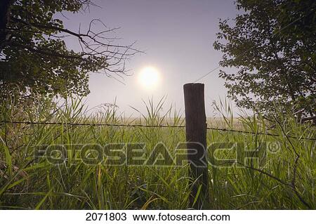 Hazy Sun Through A Barbed Wire Fence On Farmland In Central Alberta View Large Photo Image Stock Image - Hazy Sun Through A Barbed Wire Fence On Farmland In Central Alberta. Fotosearch