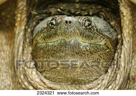 Stock Image - Head of a snapping turtle; Pointe-des-Cascades, Quebec, Canada. Fotosearch