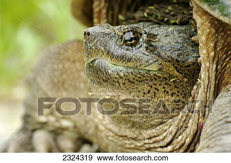 Head of a snapping turtle; Pointe-des-Cascades, Quebec, Canada View Large Photo Image Stock Photo - Head of a snapping turtle; Pointe-des-Cascades, Quebec, Canada. Fotosearch