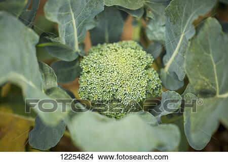 Picture - Head of broccoli; Clinton, Maryland, United States of America. Fotosearch