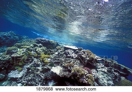 Stock Photo - Healthy Reef Table With Hard And Soft Corals. Fotosearch