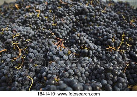 Stock Image - Heap Of Red Grapes; Castello Di Verrazzano, Greti, Italy. Fotosearch