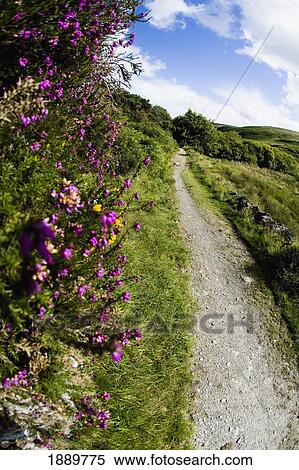 Heather Growing Up Valley Wall Along Footpath View Large Photo Image Stock Photography - Heather Growing Up Valley Wall Along Footpath. Fotosearch