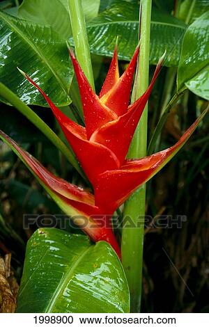 Heliconia Red On Plant, Wet B1588 View Large Photo Image Stock Image - Heliconia Red On Plant, Wet B1588. Fotosearch