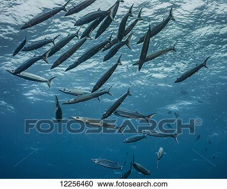 Stock Image - Heller's Baracuda (Sphyraena helleri); Kona, Island of Hawaii, Hawaii, United States of America. Fotosearch