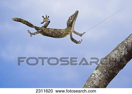Stock Image - Henkel's leaf-tailed gecko in mid leap; Madagascar. Fotosearch