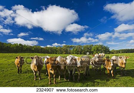Stock Photo - Herd of beef cattle; Tiger Hills, Manitoba, Canada. Fotosearch