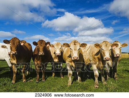 Herd of beef cattle; Tiger Hills, Manitoba, Canada View Large Photo Image Stock Photograph - Herd of beef cattle; Tiger Hills, Manitoba, Canada. Fotosearch