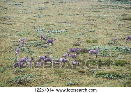 Picture - Herd of Caribou in Denali National Park, Interior Alaska, Spring. Fotosearch