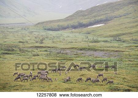Stock Photo - Herd of Caribou in Denali National Park, Interior Alaska, Spring. Fotosearch