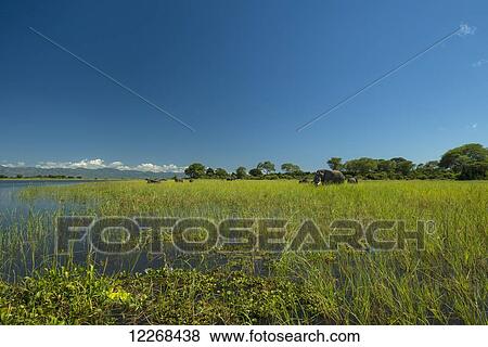 Herd of elephants grazing at the edge of the Shire River in Liwonde National Park; Malawi View Large Photo Image Stock Photo - Herd of elephants grazing at the edge of the Shire River in Liwonde National Park; Malawi. Fotosearch