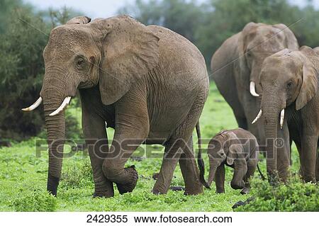 Herd of elephants walking, Gomo Gomo game lodge; South Africa View Large Photo Image Stock Photography - Herd of elephants walking, Gomo Gomo game lodge; South Africa. Fotosearch