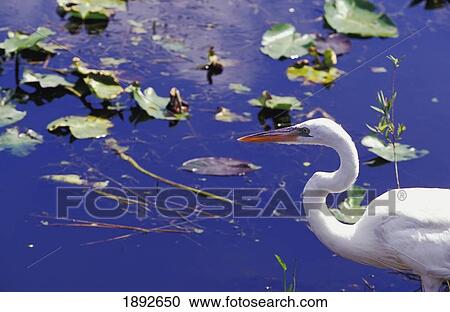 Stock Image - Heron In Lake. Fotosearch