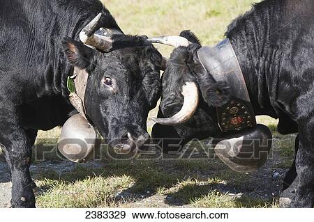 Herren breed fighting cows fighting each other in battles of domination while grazing at high pastures at Siviez; Valais, Switzerland View Large Photo Image Stock Photo - Herren breed fighting cows fighting each other in battles of domination while grazing at high pastures at Siviez; Valais, Switzerland. Fotosearch