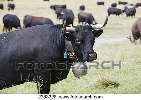 Stock Photo - Herren breed fighting cows grazing at high pastures at Siviez; Valais, Switzerland. Fotosearch