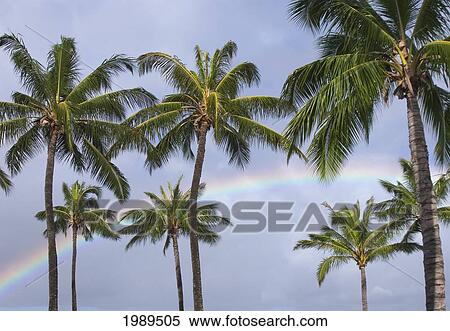 Stock Photography - Hi, Oahu, Rainbow And Coconut Palm Trees Over Pearl Harbor.. Fotosearch