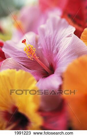 Stock Image - Hibiscus Flower Arrangement With Soft Focus, Close-Up Detail, Subtle Colors. Fotosearch