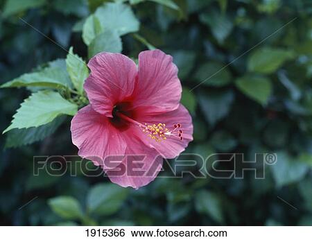 Hibiscus Flower View Large Photo Image Stock Photograph - Hibiscus Flower. Fotosearch
