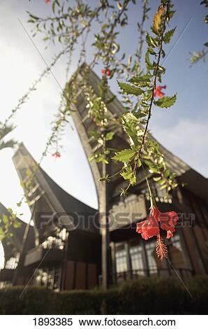 Stock Photography - Hibiscus Flowers At Toraja Heritage Hotel. Fotosearch