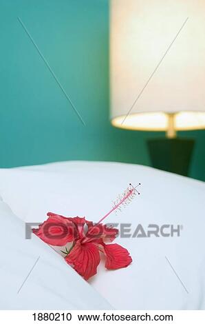 Stock Image - Hibiscus On Bed In Hotel Room. Fotosearch