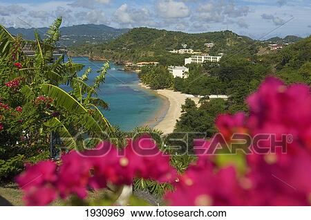 High Angle View Of Magazine Beach Viewed From The Maca Bana Hotel; Grenada, Caribbean View Large Photo Image Stock Photo - High Angle View Of Magazine Beach Viewed From The Maca Bana Hotel; Grenada, Caribbean. Fotosearch