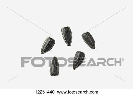 Stock Image - High oil sunflower seeds on a white background. Fotosearch
