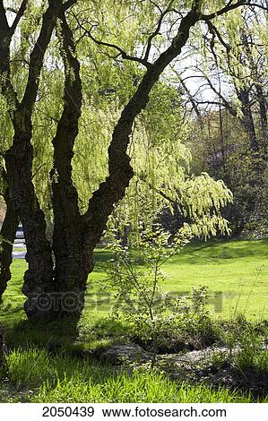 Stock Photo - High Park In Spring, Toronto, Ontario. Fotosearch