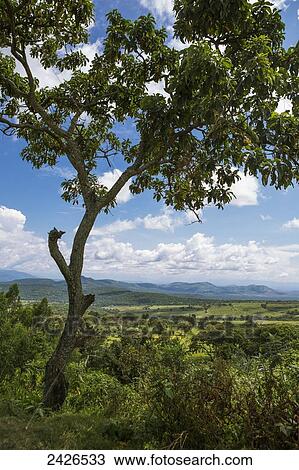 Highland scenery; Ethiopia View Large Photo Image Stock Image - Highland scenery; Ethiopia. Fotosearch