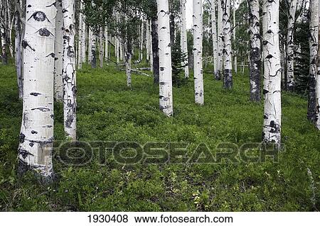 Stock Photo - Highway 12, Utah, Usa. Fotosearch