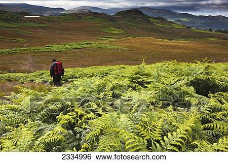Hiker Among Bracken Of Western Lake District; Cumbria, England, Uk View Large Photo Image Stock Photograph - Hiker Among Bracken Of Western Lake District; Cumbria, England, Uk. Fotosearch