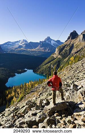 Hiker Looking Out At Lake O'hara, Yoho National Park, British Columbia View Large Photo Image Stock Image - Hiker Looking Out At Lake O'hara, Yoho National Park, British Columbia. Fotosearch