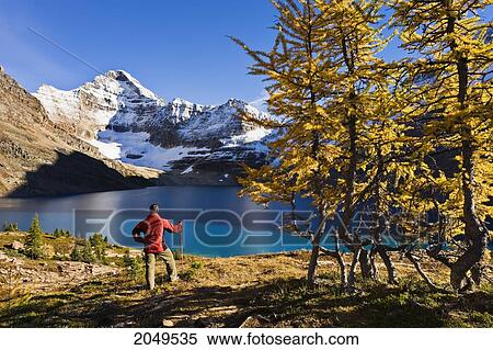 Stock Photography - Hiker Overlooking Lake Mcarthur And Mount Biddle, Yoho National Park, British Columbia. Fotosearch