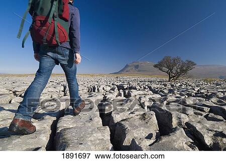 Hiker Walking Across Limestone Pavement View Large Photo Image Stock Photo - Hiker Walking Across Limestone Pavement. Fotosearch