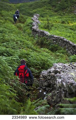Stock Photo - Hikers And Dry Stone Walls Among Valleys Of Western Lake District; Cumbria, England, Uk. Fotosearch