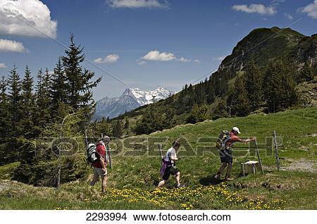 Picture - Hikers Climbing To The Summit Of Karstein. Kitzbuehel, Tyrol, Austria.. Fotosearch