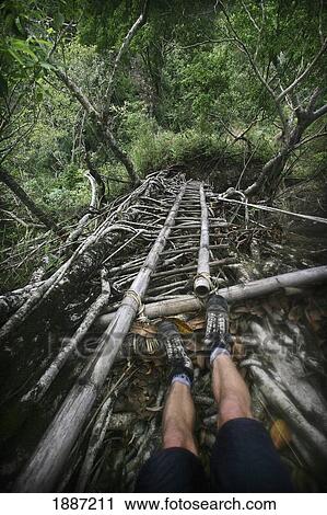 Hiking Boots On ' Living Root Bridge ' Ladder View Large Photo Image Stock Image - Hiking Boots On ' Living Root Bridge ' Ladder. Fotosearch
