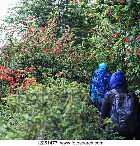 Stock Photo - Hiking on a trail through lush blossoming foliage, Torres del Paine National Park; Torres del Paine, Magallanes and Antartica Chilena Region, Chile. Fotosearch