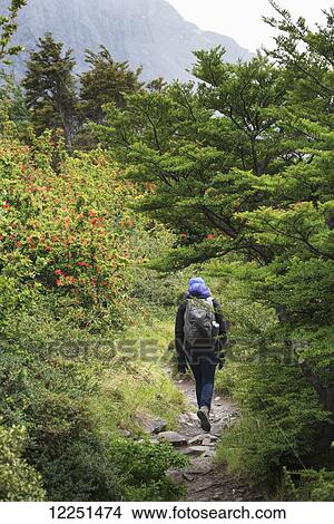 Picture - Hiking on a trail, W-trek in Torres del Paine National Park; Torres del Paine, Magallanes and Antartica Chilena Region, Chile. Fotosearch