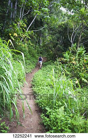 Stock Image - Hiking through a trail on the way to the Sleeping Giant, which sits atop the Nounou Mountain range in Kapaa; Kauai, Hawaii, United States of America. Fotosearch