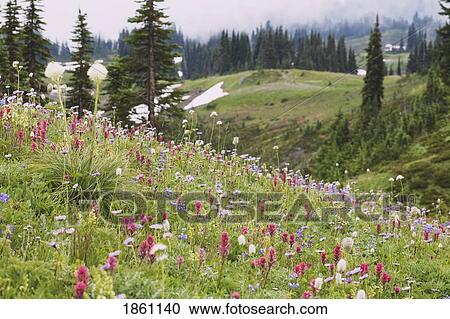 Stock Image - Hillside Wildflowers. Fotosearch