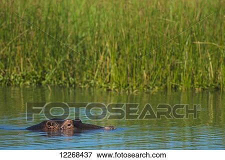 Stock Photo - Hippo (Hippopotamus amphibius) peeking out from the Shire River, Liwonde National Park; Malawi. Fotosearch