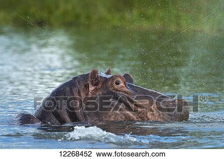 Stock Image - Hippo snorting spray of water in the Shire River, Liwonde National Park; Malawi. Fotosearch