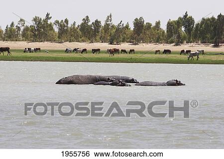 Stock Photograph - Hippopotamuses (Hippopotamus Amphibius) In The Niger River Between Sebi And Niafunke, Mali. Fotosearch