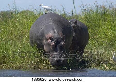 Stock Photograph - Hippos Returning To The Shire River In Liwonde National Park. Fotosearch