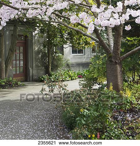 Hiram M. Chittenden Locks And Carl S. English Jr. Botanical Gardens; Seattle, Washington, United States Of America View Large Photo Image Stock Image - Hiram M. Chittenden Locks And Carl S. English Jr. Botanical Gardens; Seattle, Washington, United States Of America. Fotosearch